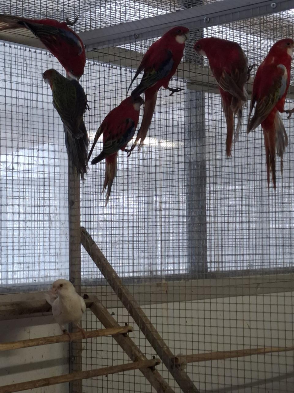 Diverse soorten rosella's