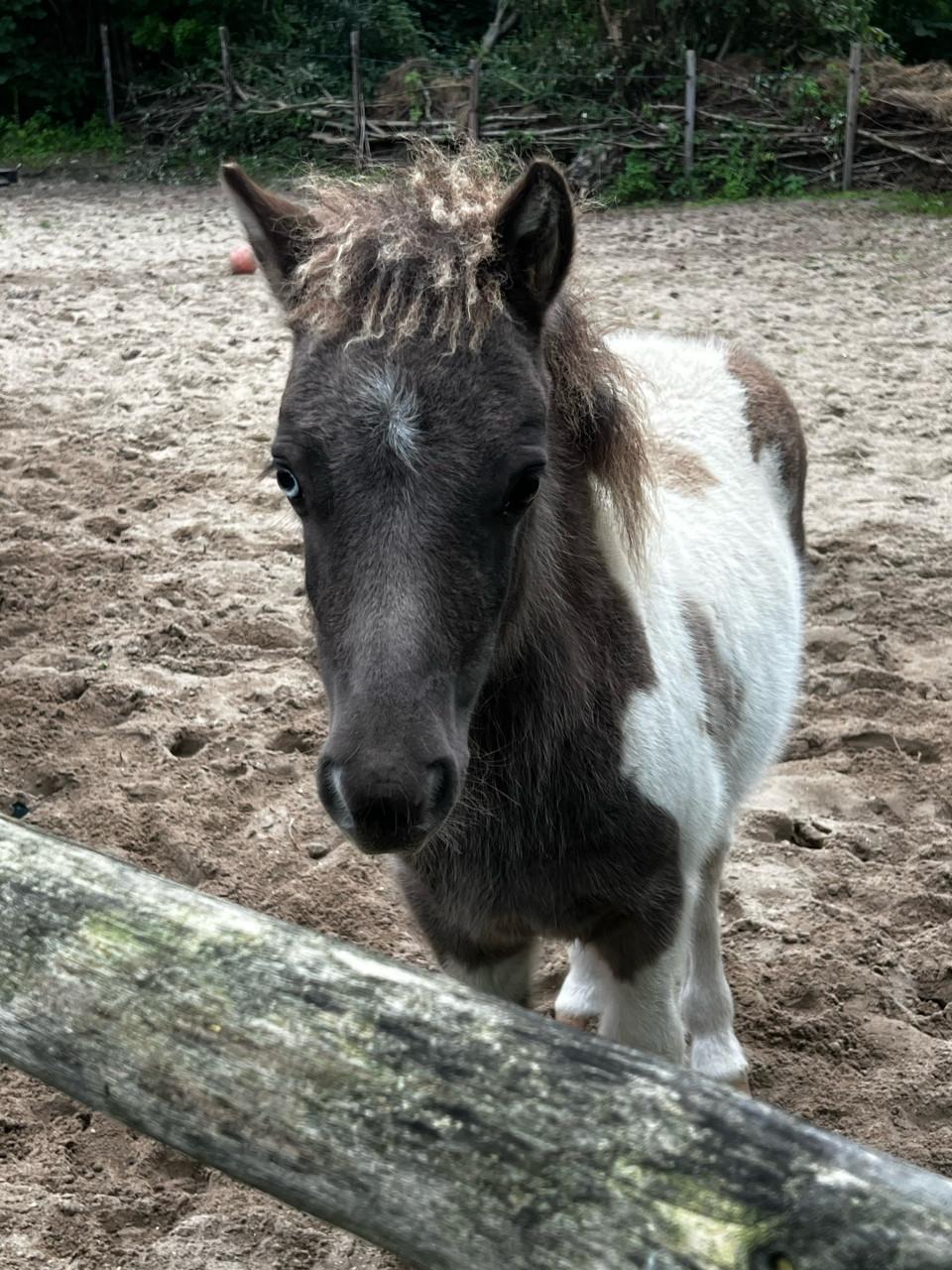 Shetland veulen