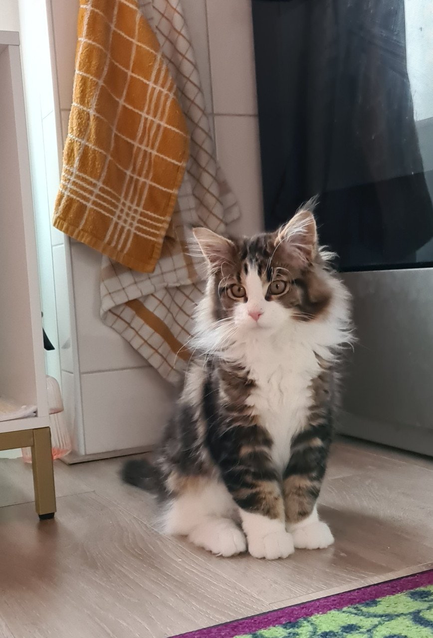 Maine coon 7 maanden