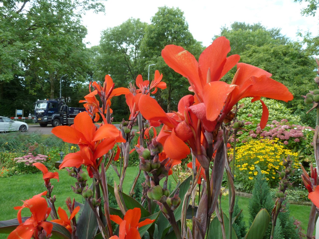 MOOIE CANNA