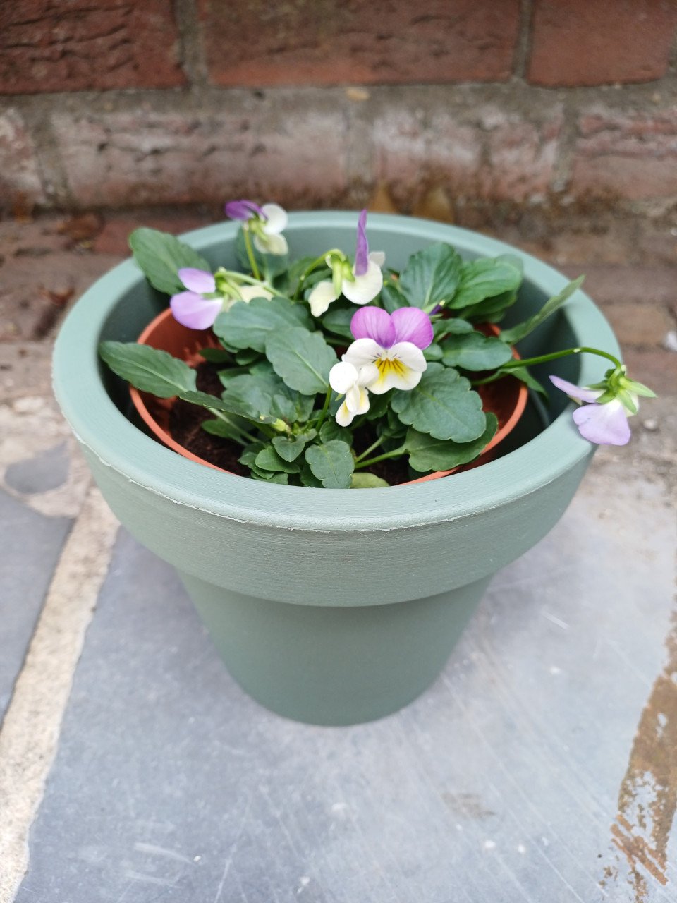 Leuke HERFST VIOLEN met BLOEMPOT 1x zwart en 2x groen !