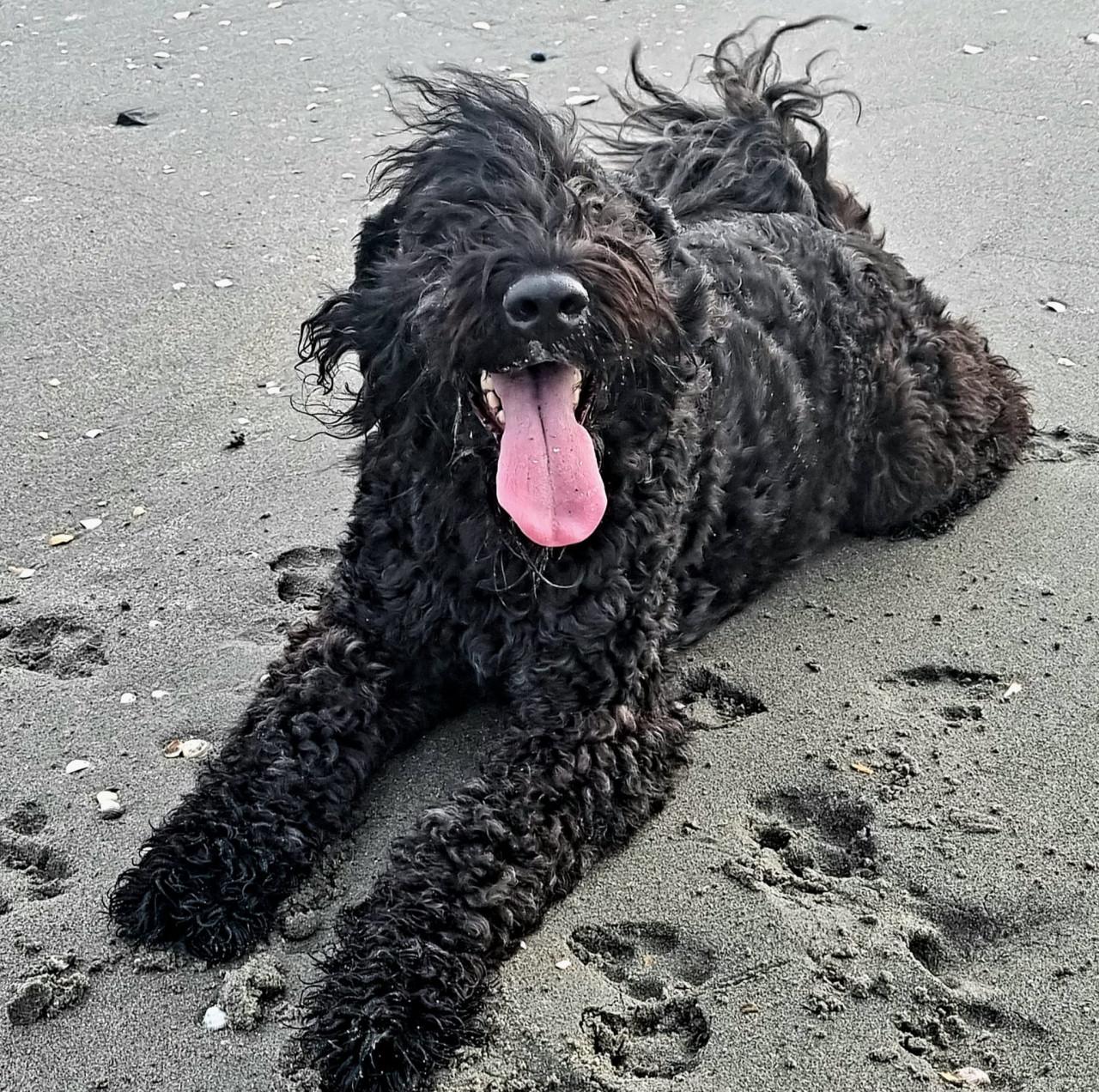 Prachtige Bouvier pups