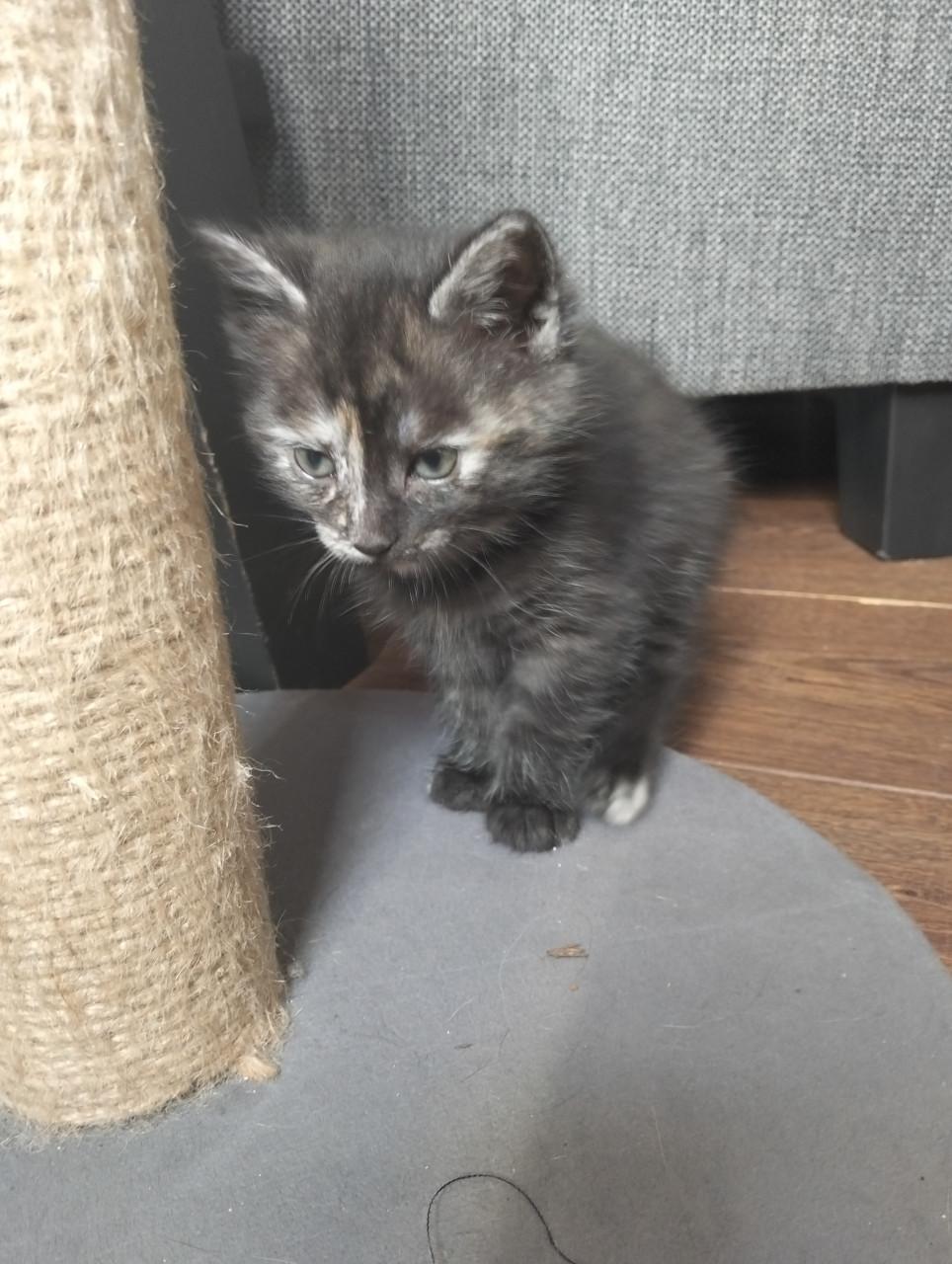 Kittens