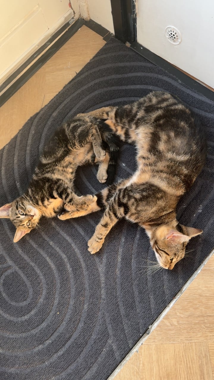 Kitten
