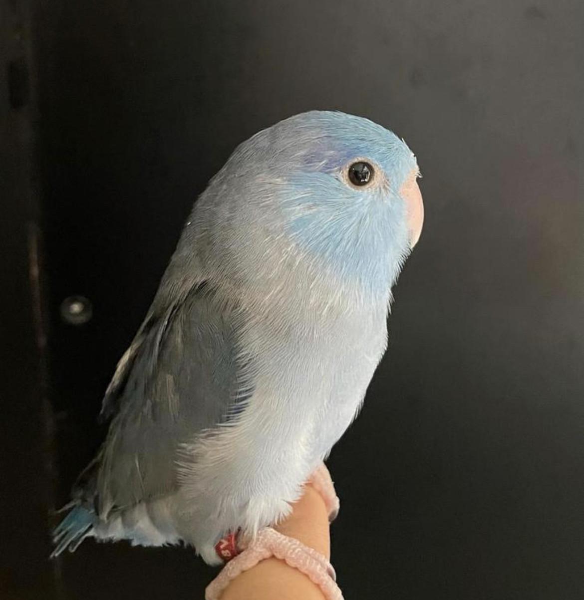 Jong tam Forpus mannetje.