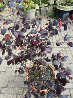 Chinese franjeboom
