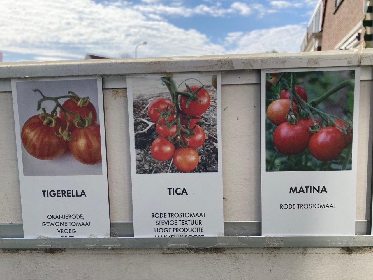 Tomatenplanten, 25 soorten