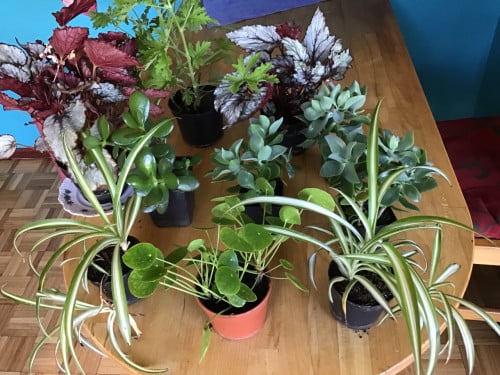 Kamerplanten mooie planten  nu 6 soorten
