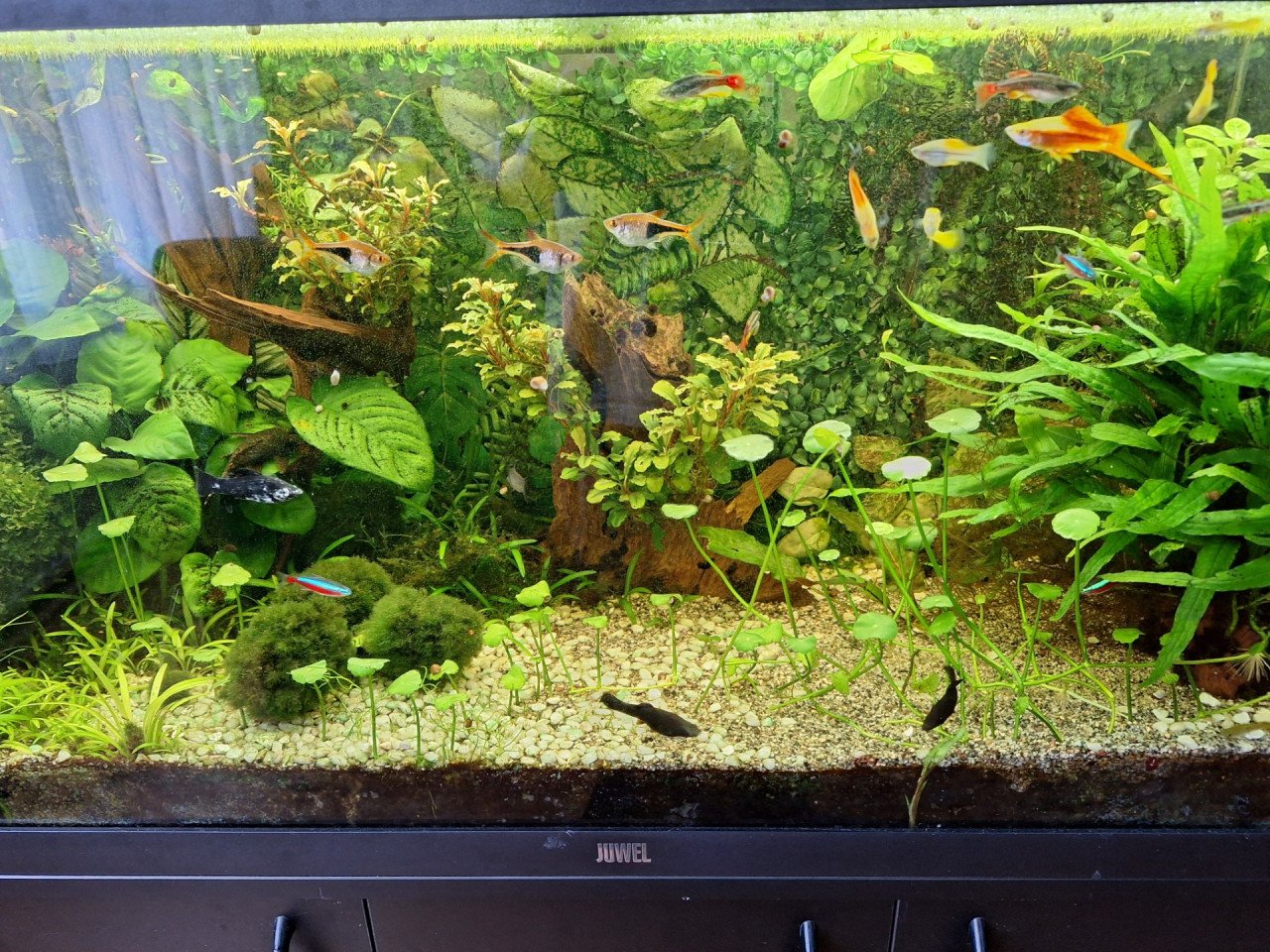 Tropisch aquarium geheel compleet