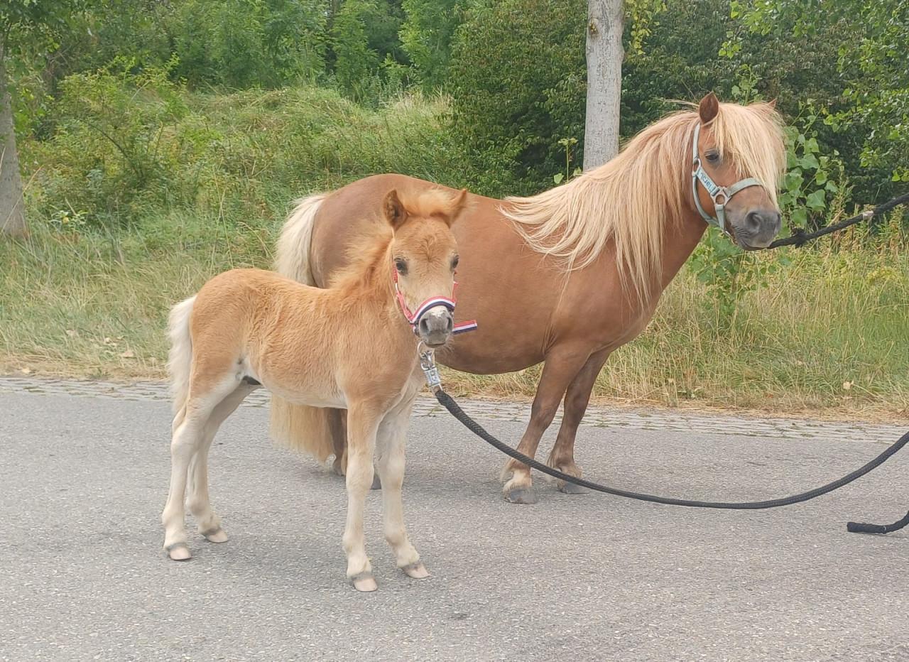 Whooper zoekt een nieuw huisje