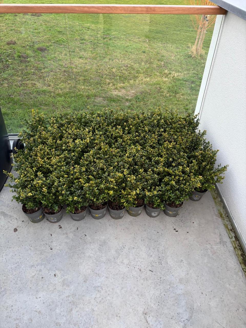 Ilex crenata dark green 15-20 cm (49 stuks)