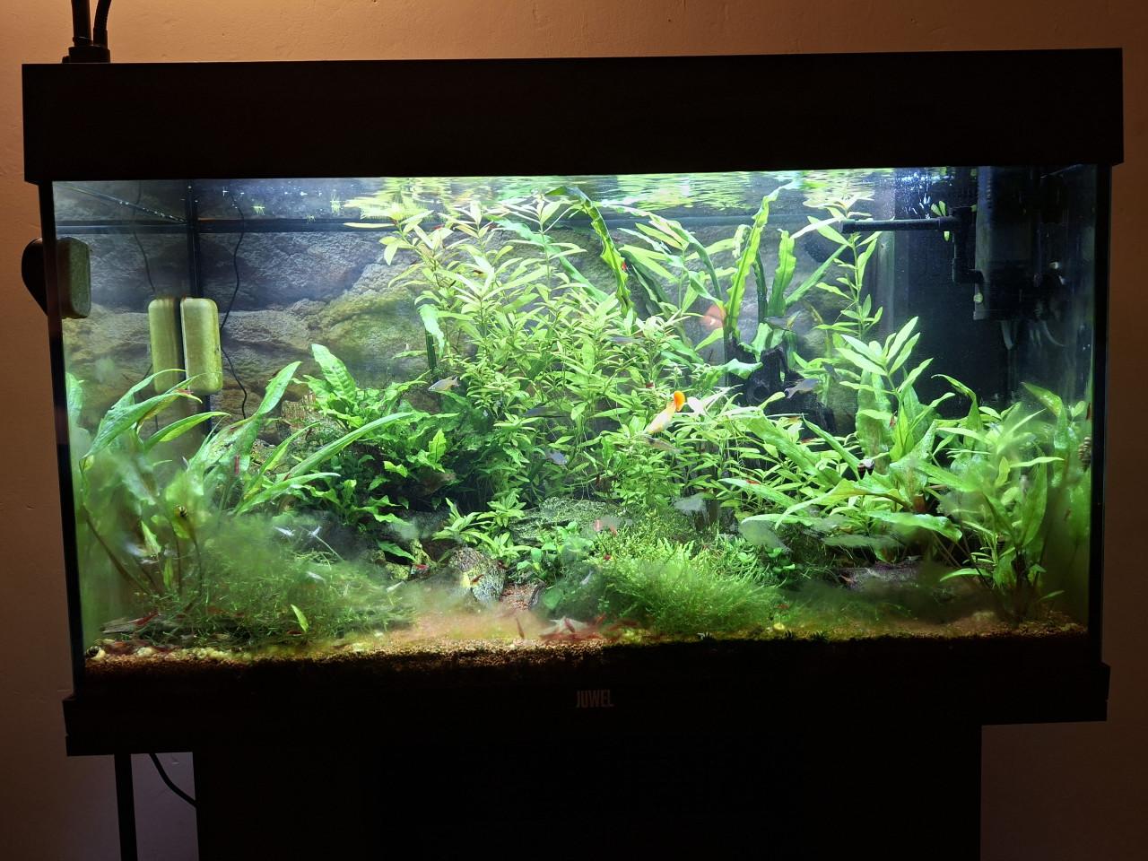 Aquarium compleet met vissen, planten en toebehoren