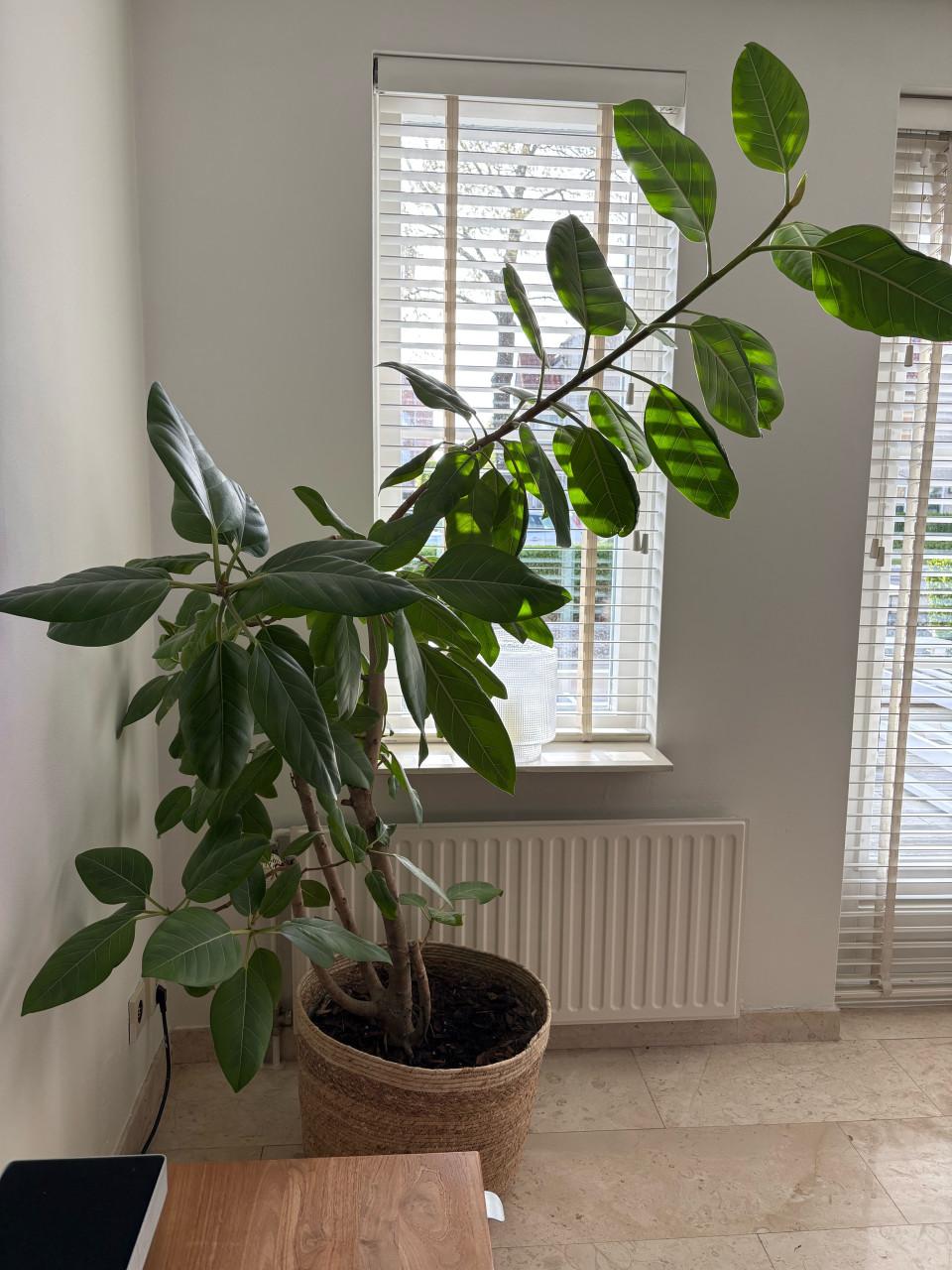 Grote plant inclusief rieten mand