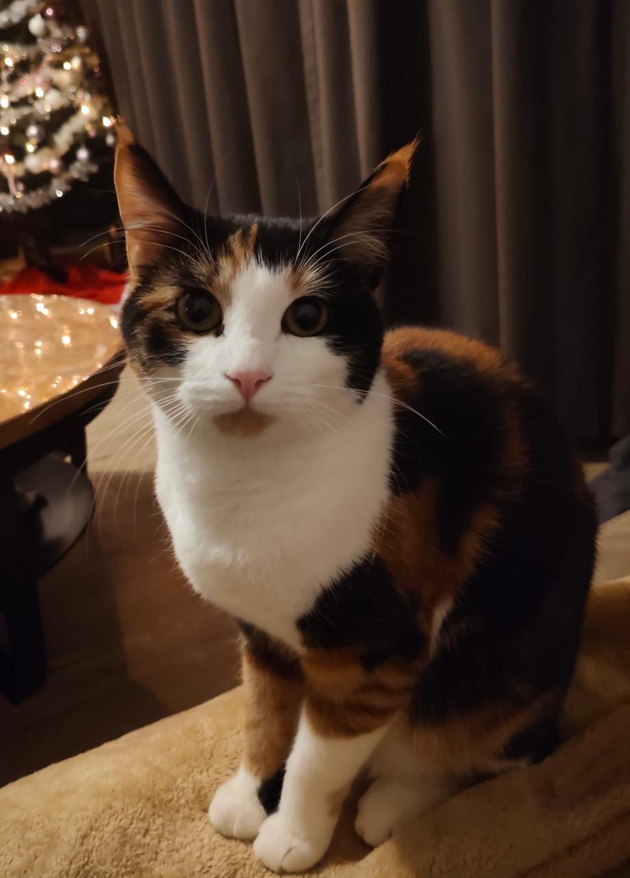 Lieve poes zoekt nieuw baasje 🐾