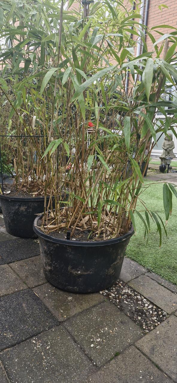 Mooie Bamboe .. 2 meter hoog
