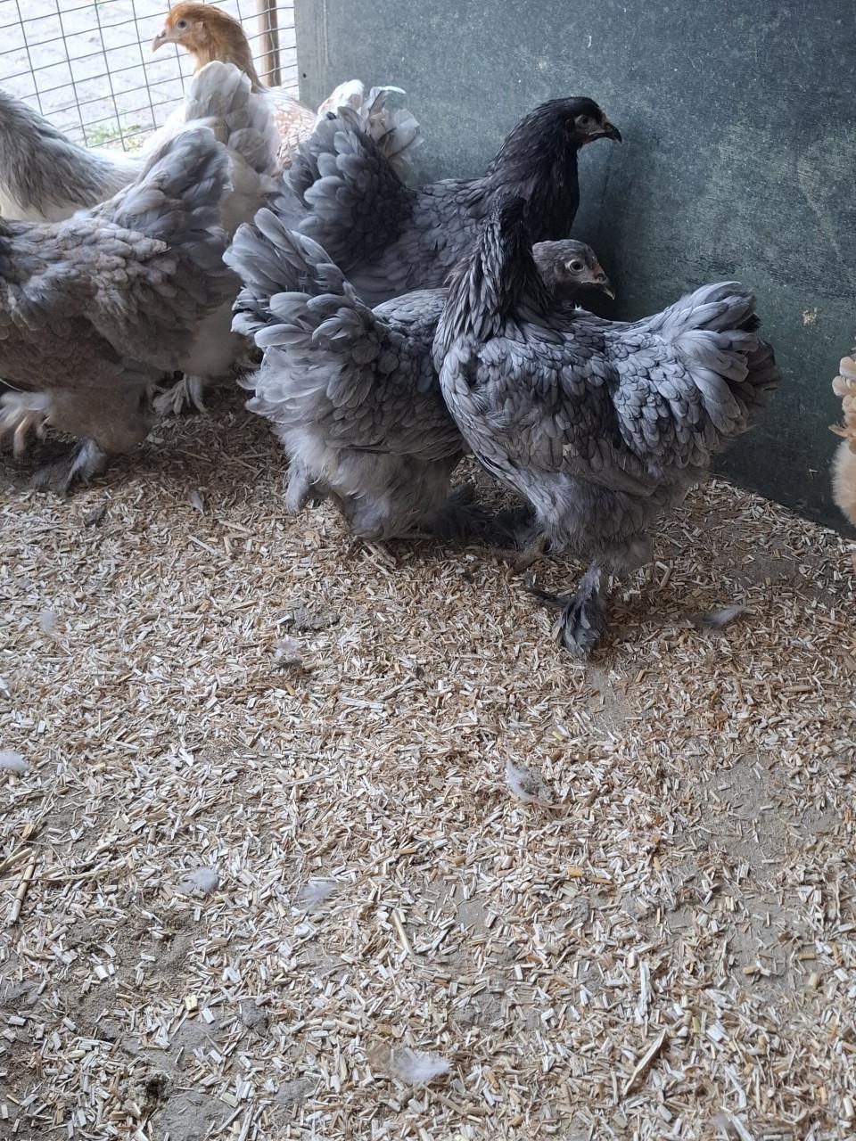 Brahma groot hennen, allerlei kleuren