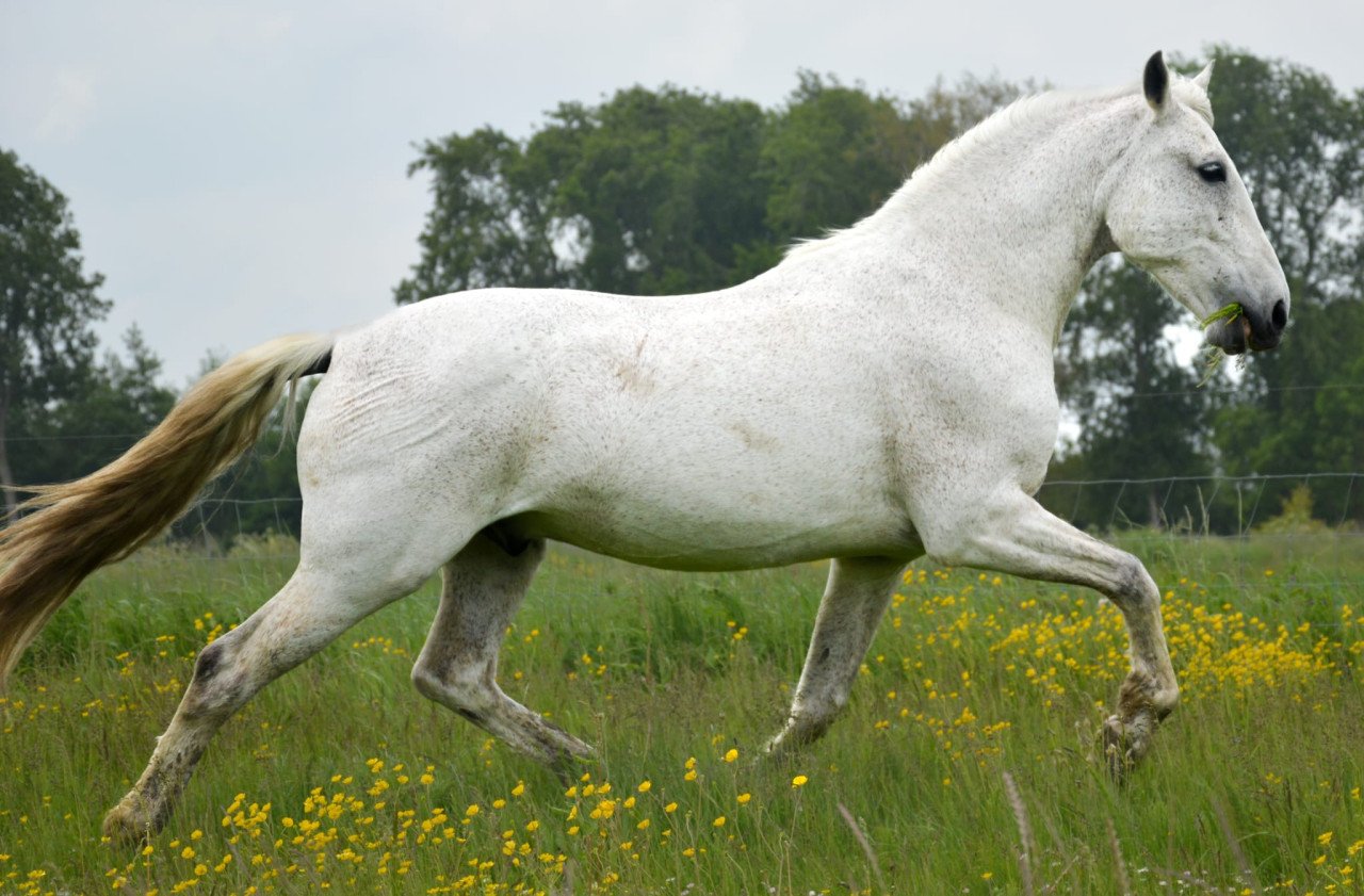 Grote PRE ruin te koop