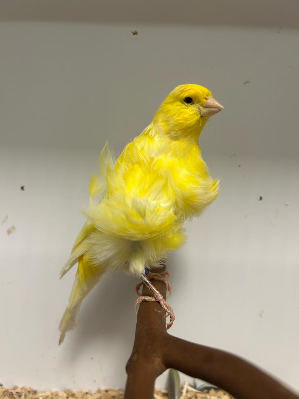 4-4 NH frise kanarie