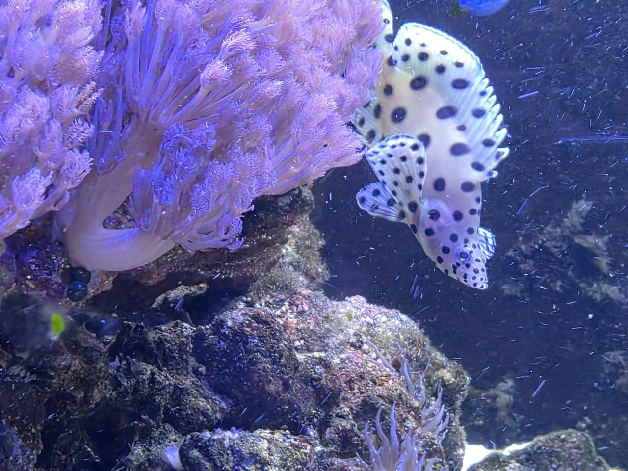 Mooi Zeewateraquarium