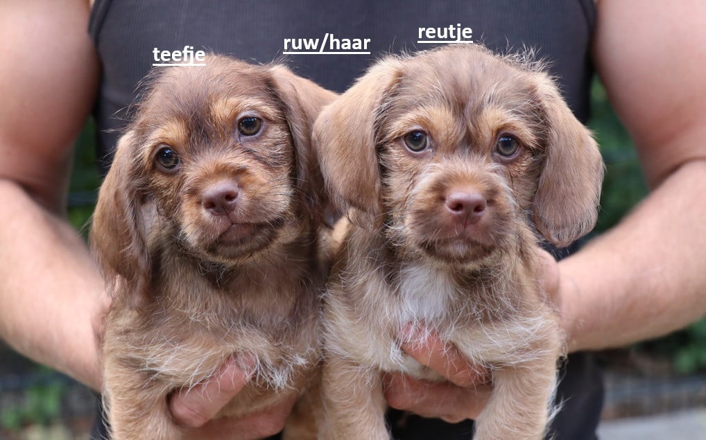 Kruising Shih tzu pups bruin-choco bruin