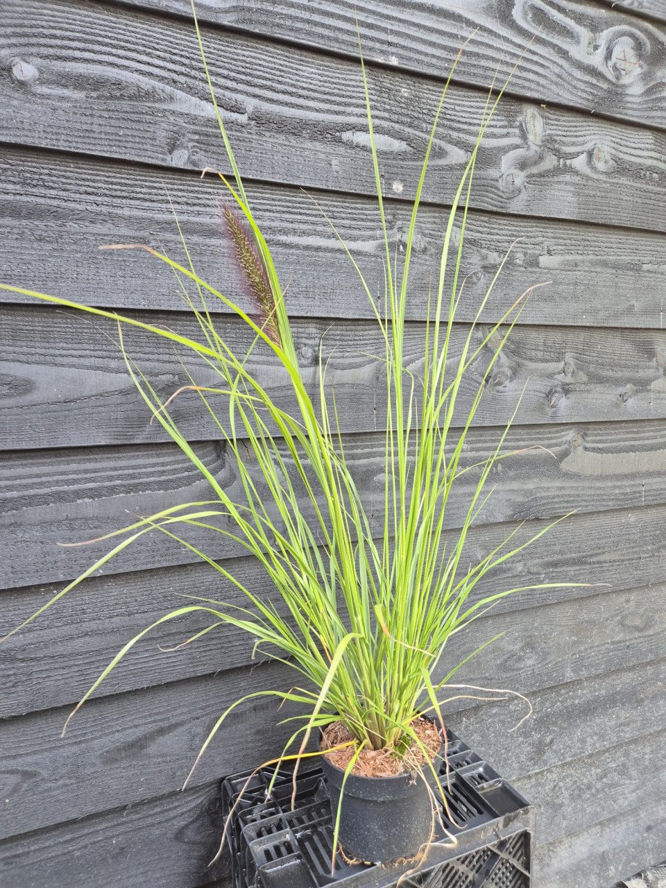 Lampenpoetsersgras 'Red Head'