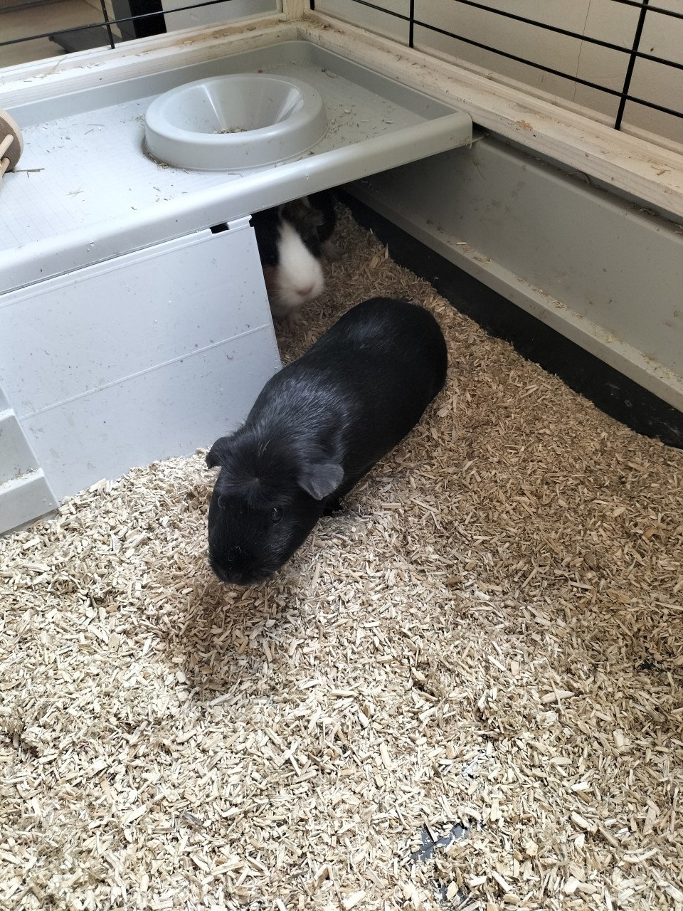 2 vrouwtjes cavia's (half jaar oud) met hok en toebehoren