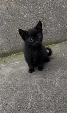3 lieve kittens zijn nog opzoek naar een huisje🐾