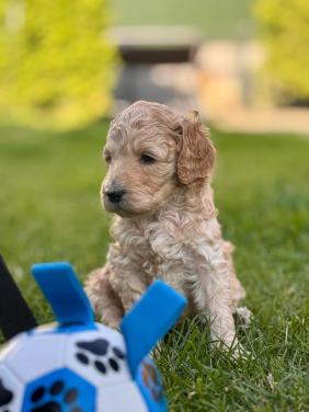 Labradoodle pups medium maat