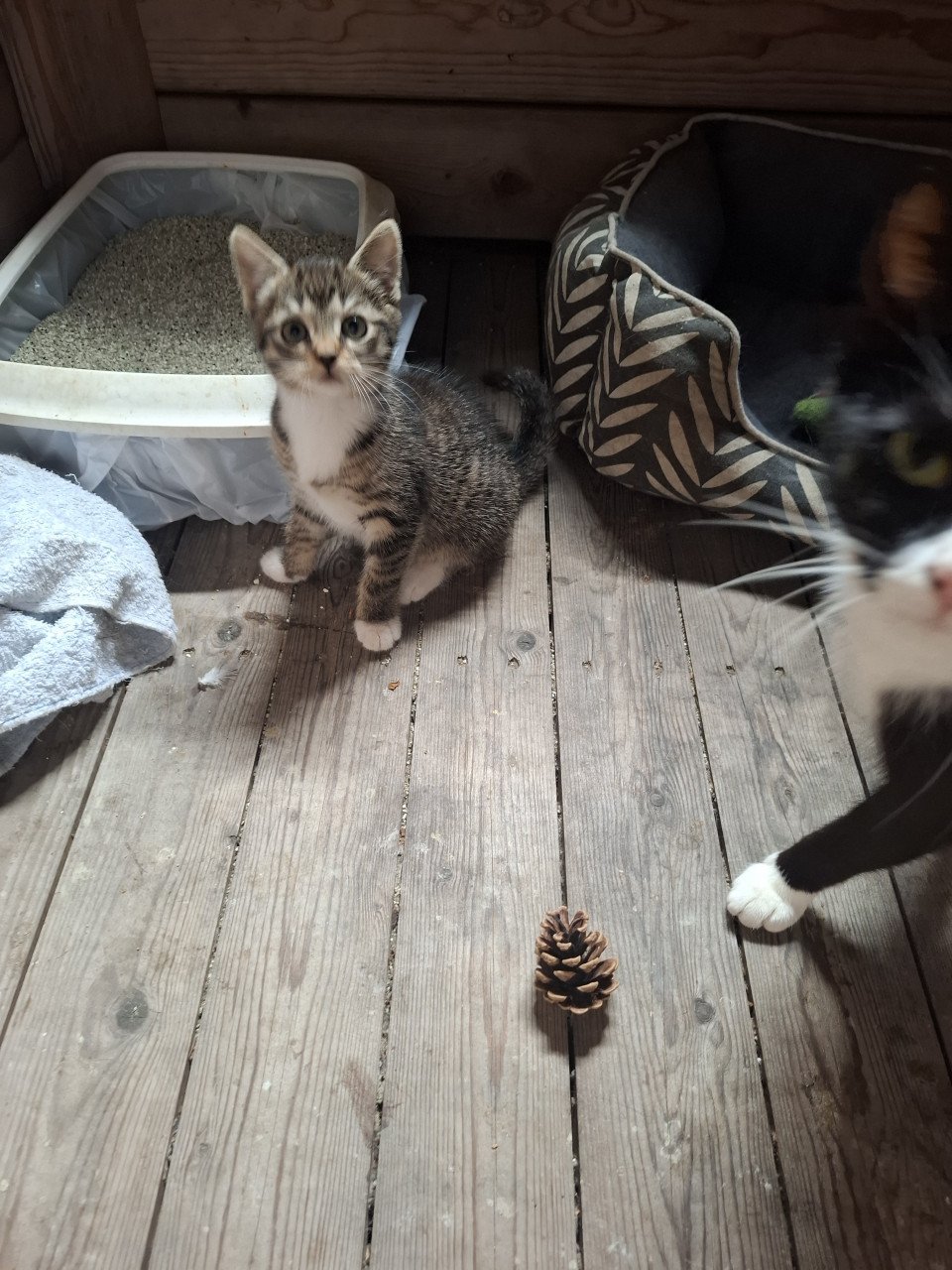 Kitten ( gereserveerd)