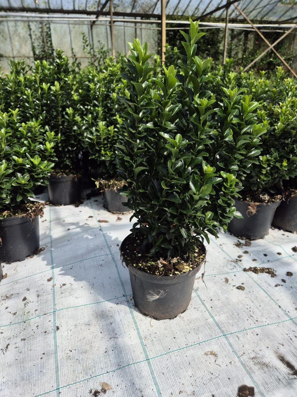 Euonymus japonicus 'Green Spire' groenblijvende haagplant