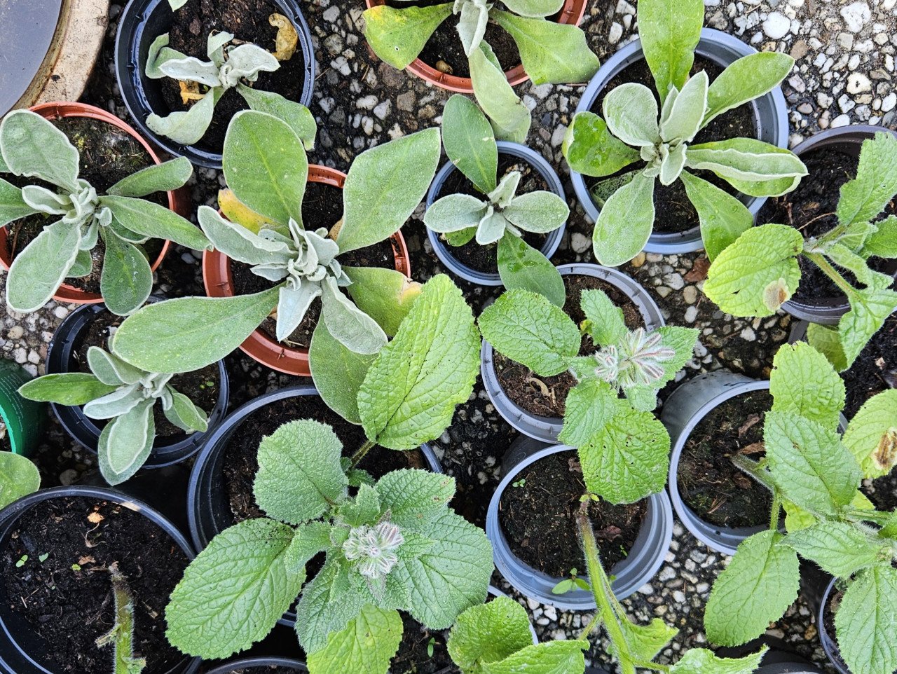 Verbena  bernagie  prikneus