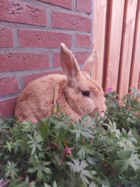 Mannetjes konijn