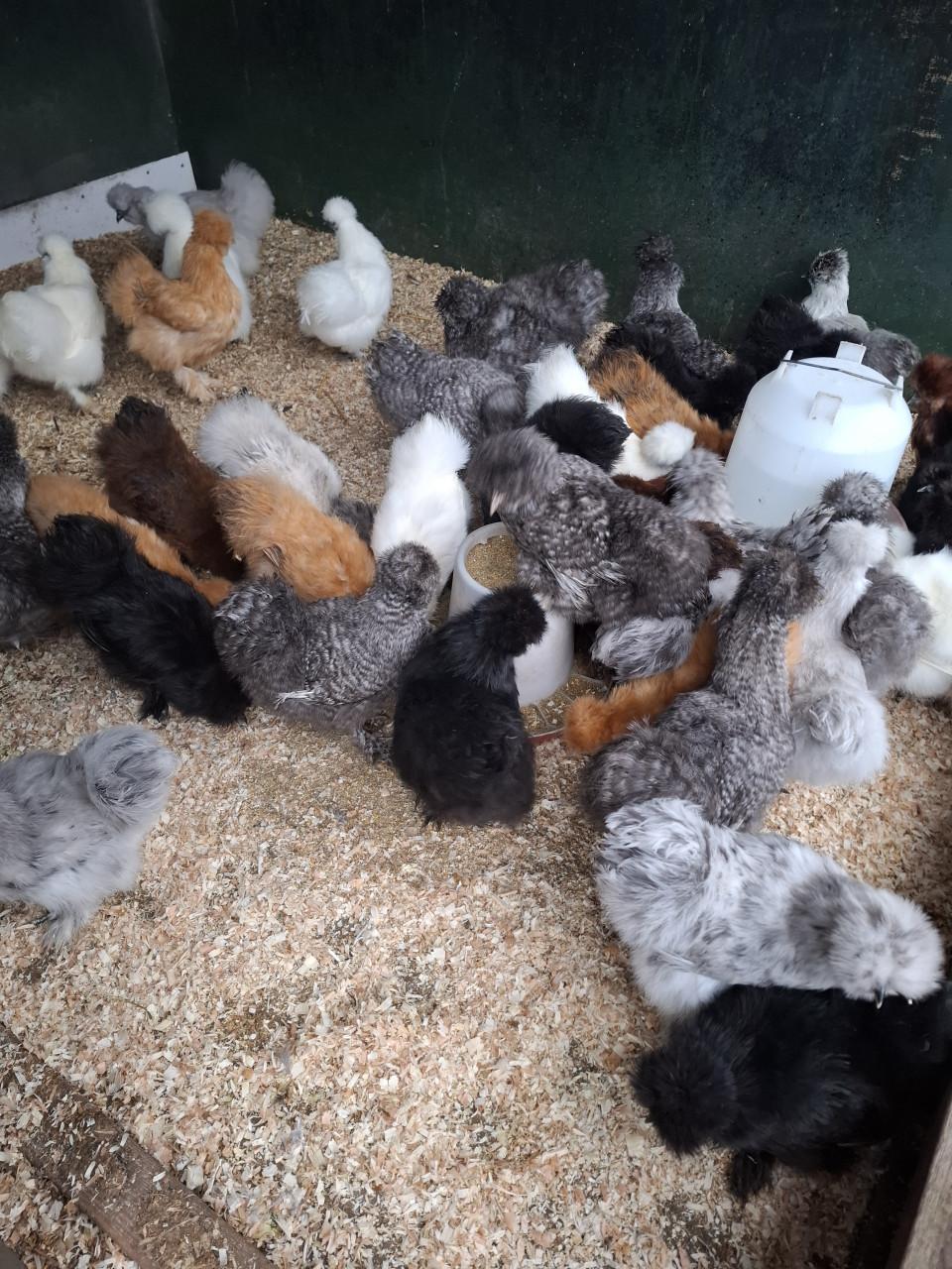 Grote keuze uit leghennen, sier- en krielkippen