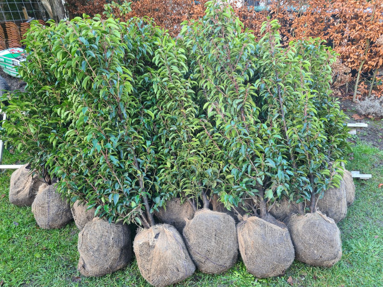Portugese laurier haagplanten 125-150 cm direct beschikbaar!