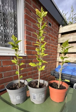 3 MOOIE JONGE HIBISCUS PLANTJES