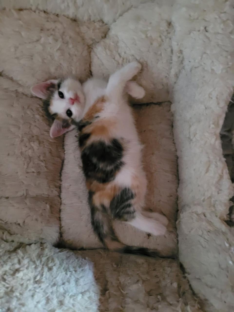 Lieve kittens