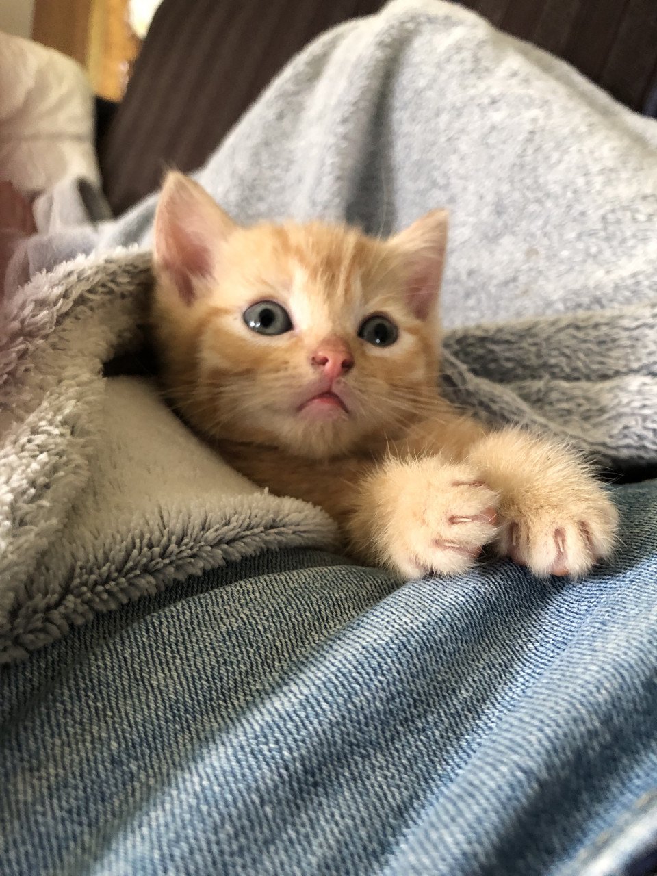 Rood Kitten vrouwtje