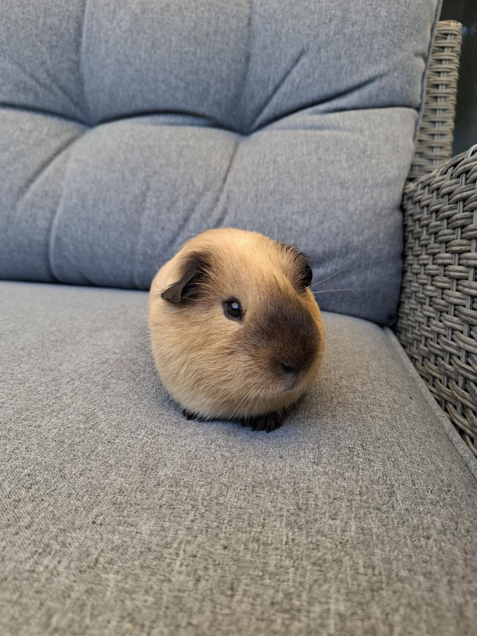 Lief cavia beertje