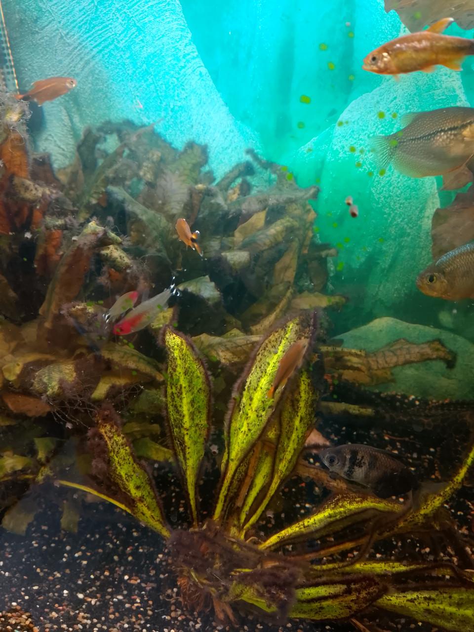 Te koop aquarium vissen