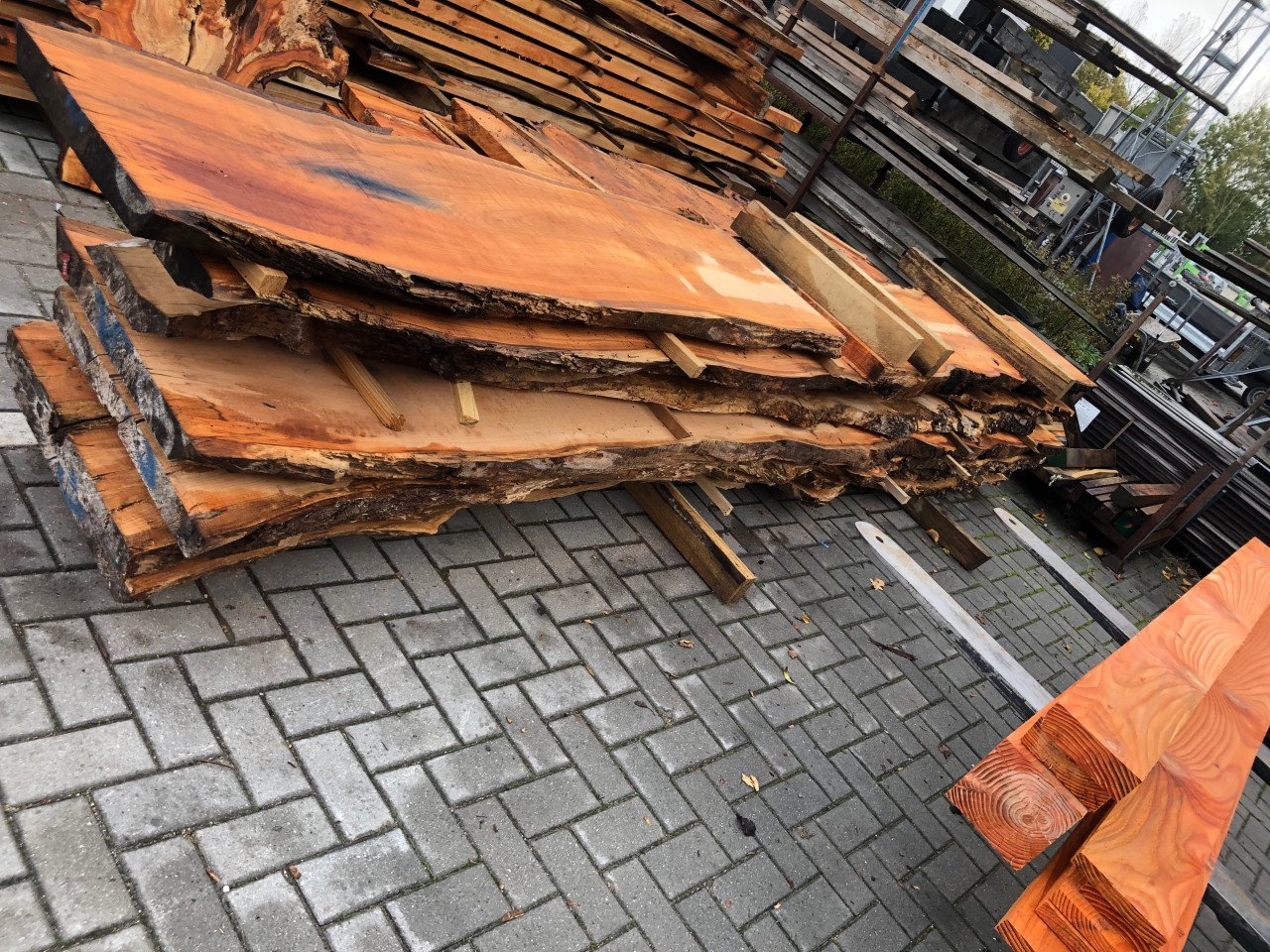 Supermooie brede kersen boomstambladen 2 tot 5 meter lang