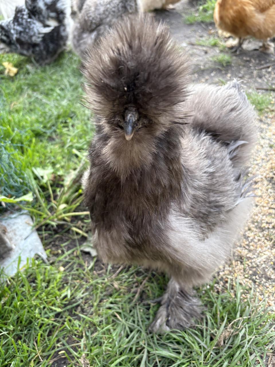 Broedeieren zijdehoen