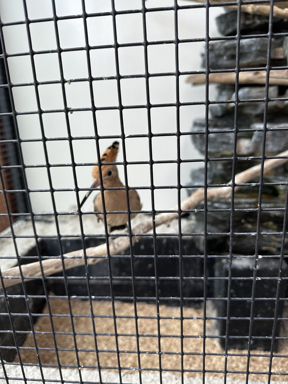 Vogels