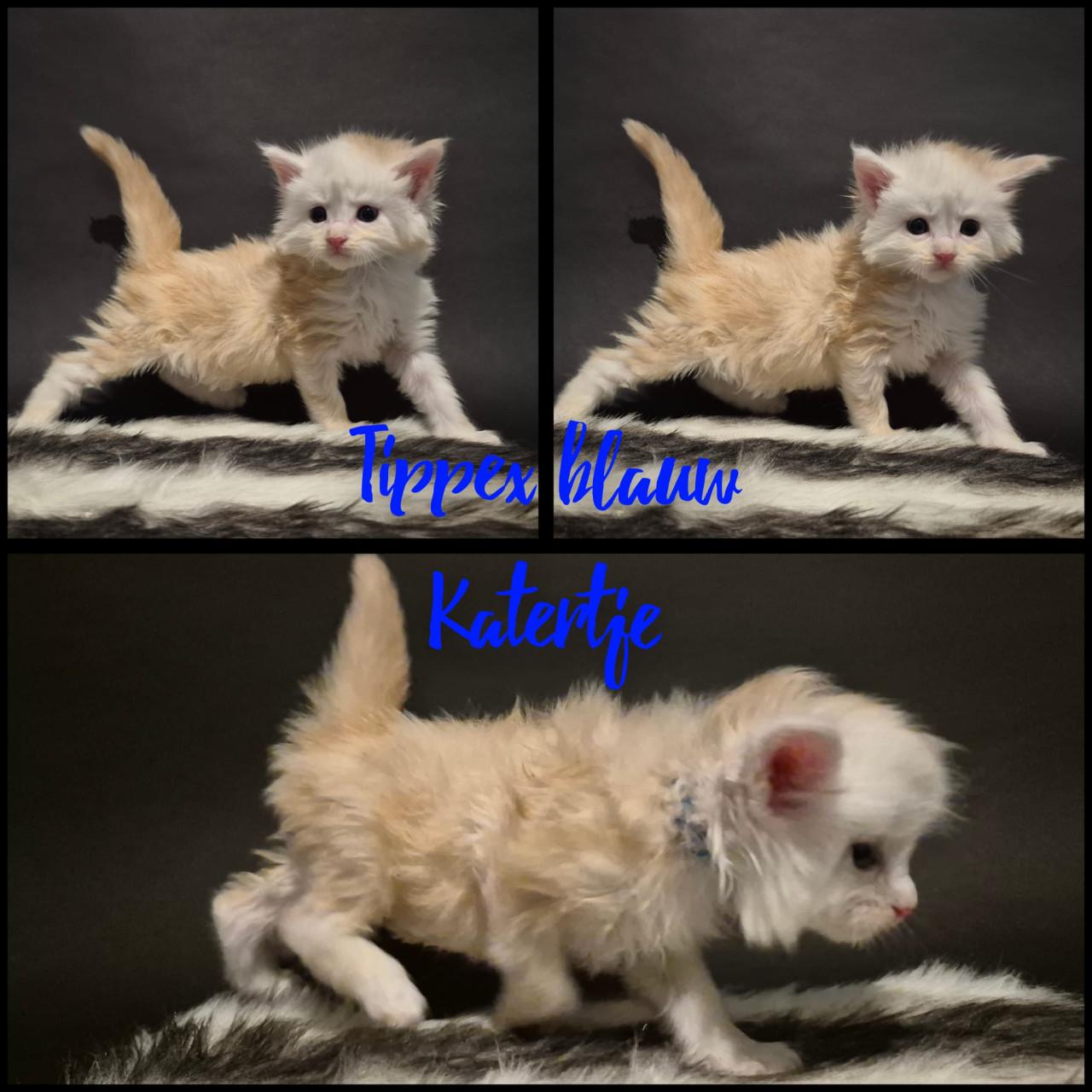 Prachtige maine coin kittens