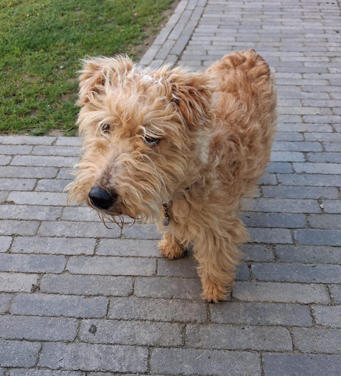 Lakeland terrier pup met stamboon