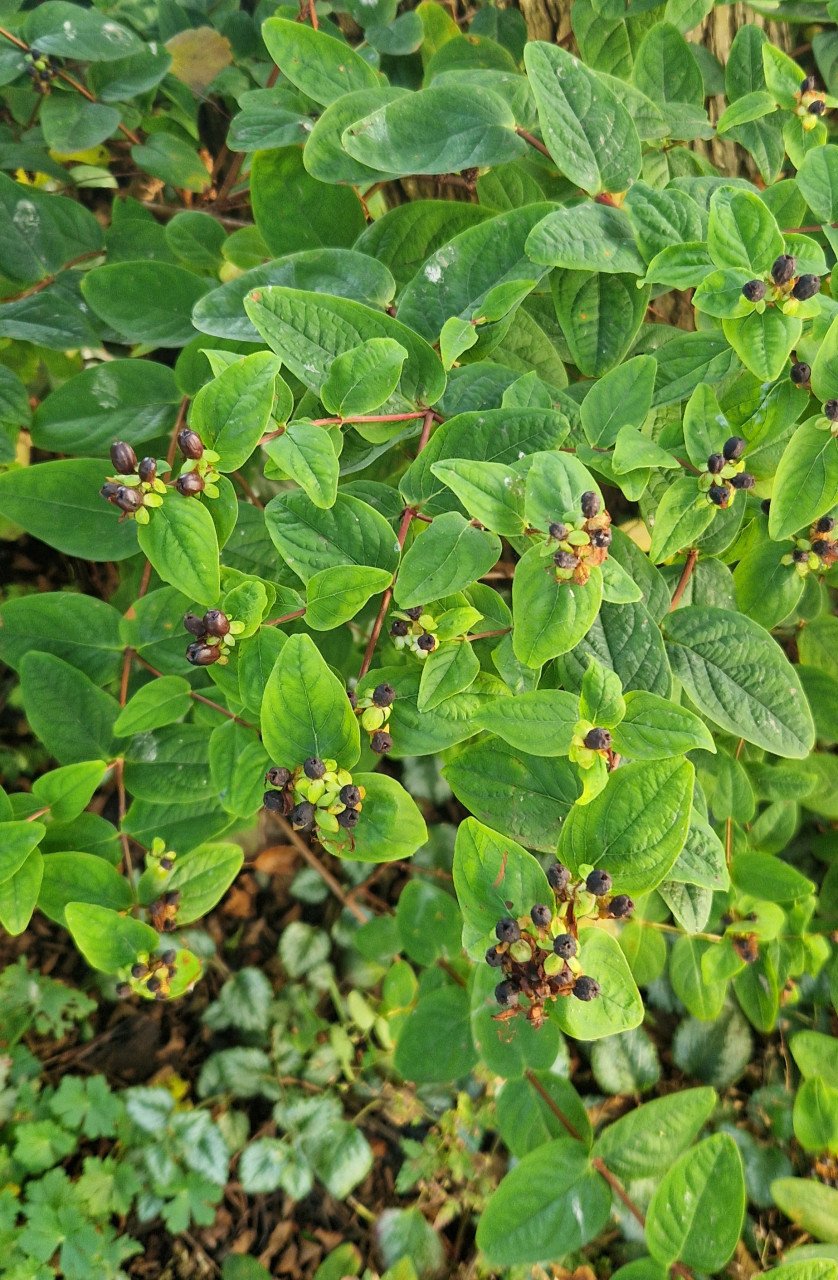 Hertshooi (Hypericum) ca. 80 cm  hoog