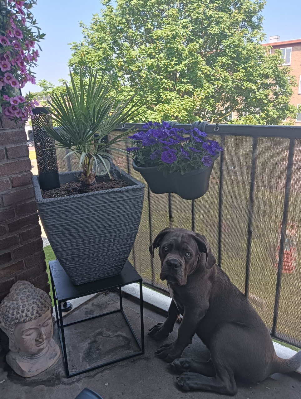 Cane Corso