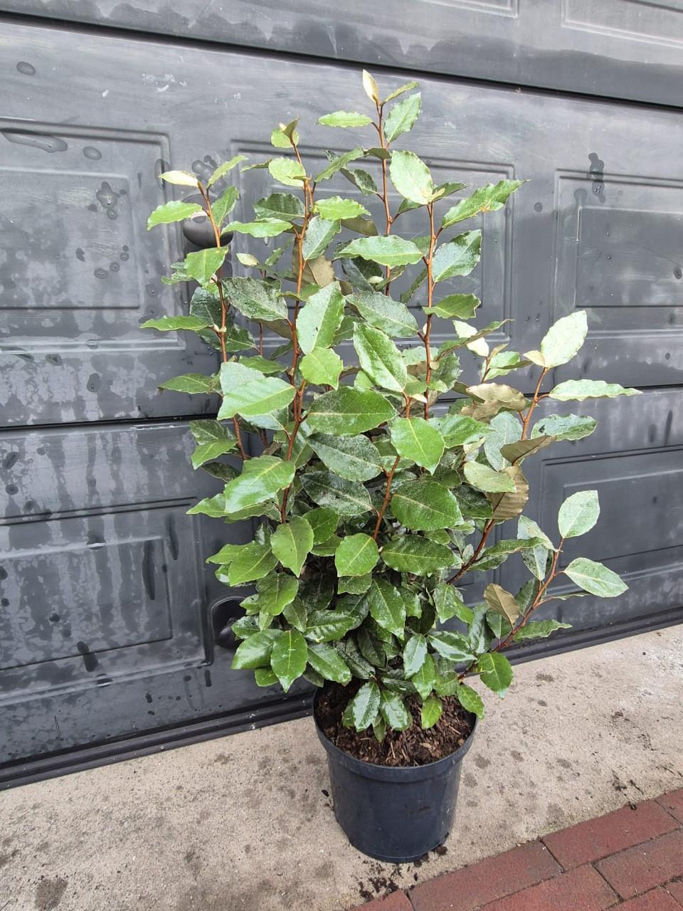 Olijfwilg compacta potgekweekte haagplanten 70-80 cm