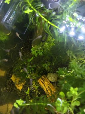 Baby guppy,s  Gratis