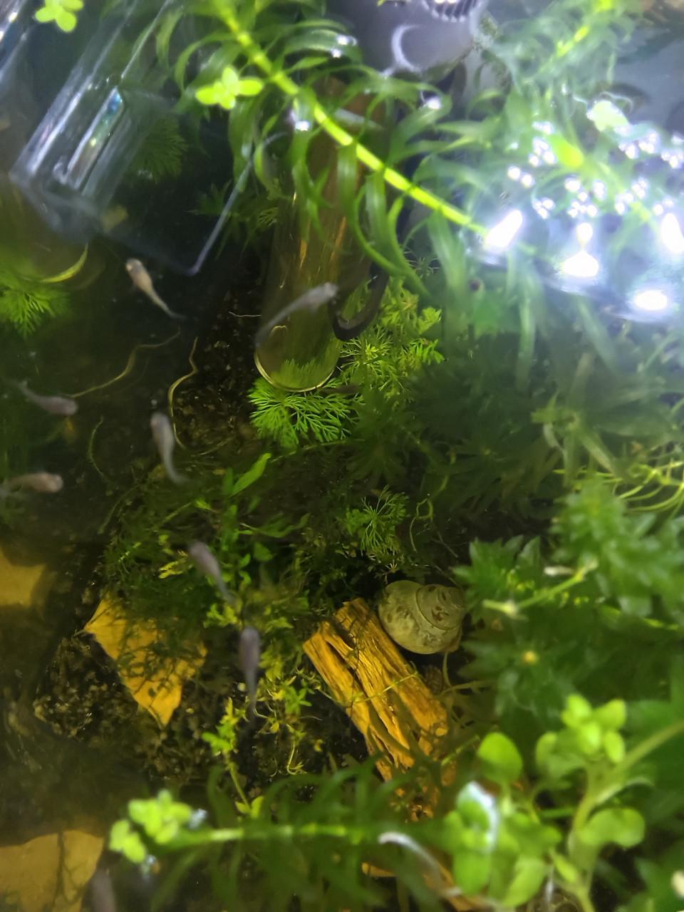 Baby guppy,s  Gratis