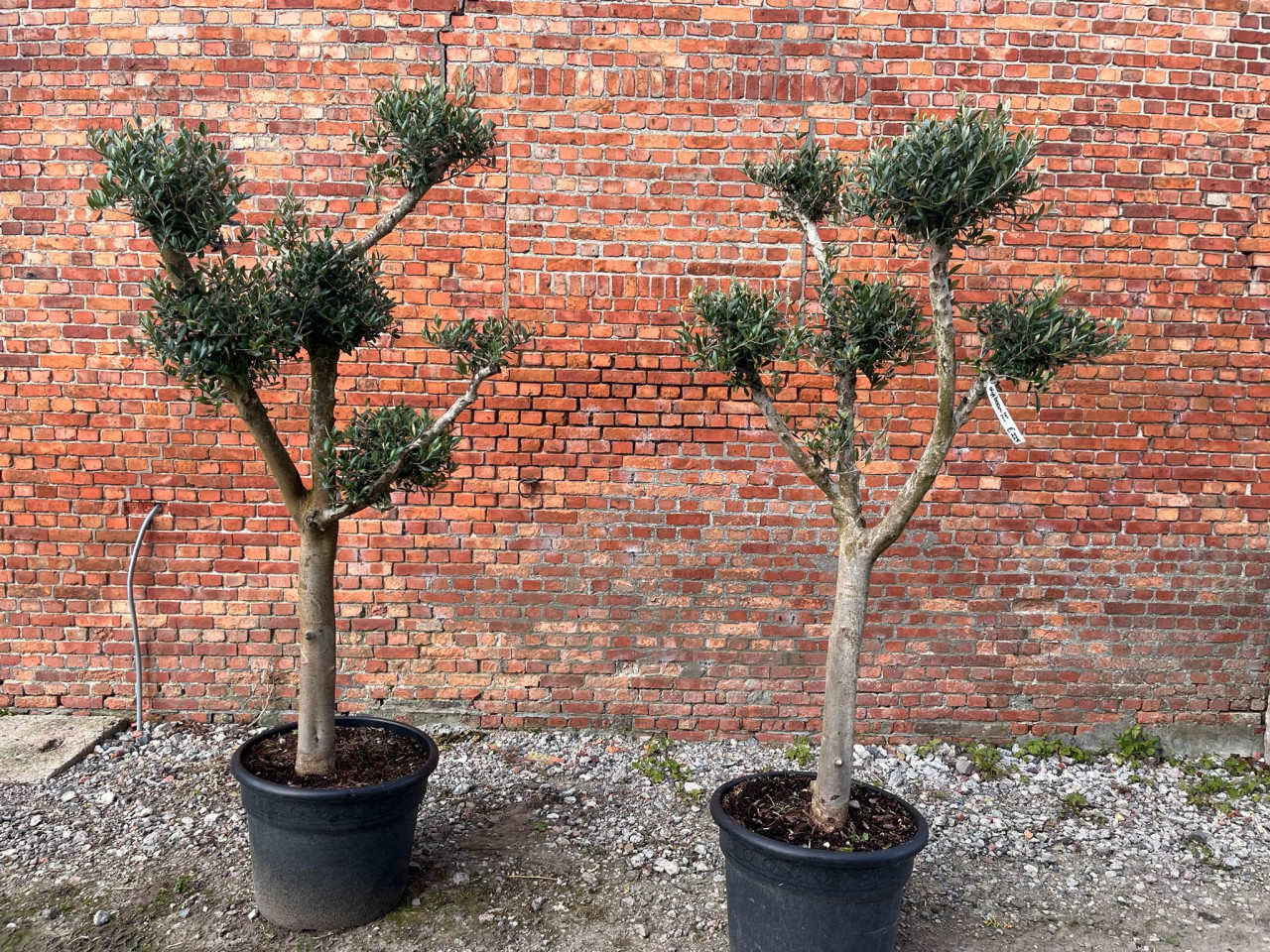 Olijfbomen, olijfboom bonsai totaalhoogte 217 cm Stamomtrek 26/28 cm